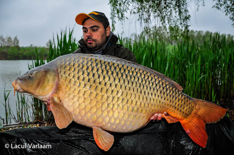 Danut Sirbu - 21,5kg, stand A6.jpg