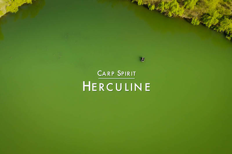 Carp Spirit Herculine.jpg