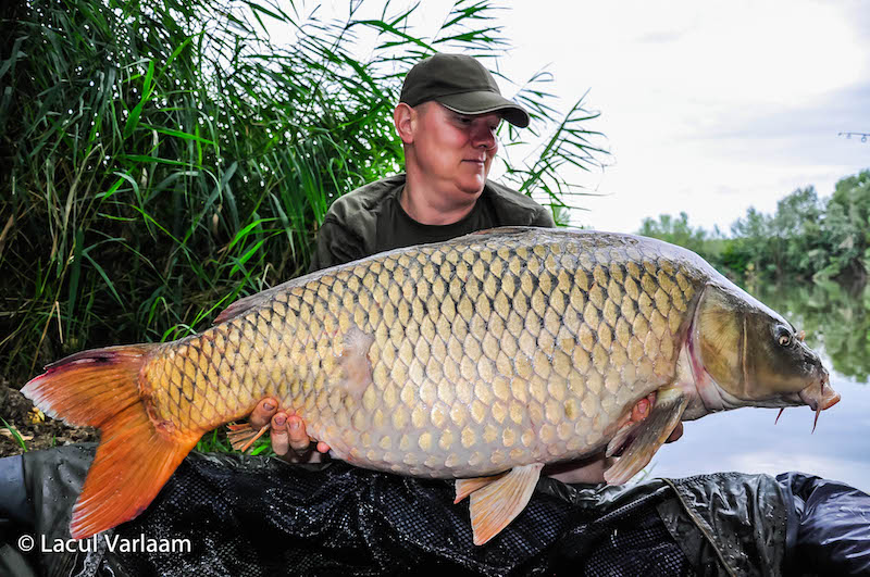 Dan Savu - 19,7kg, stand A7.jpg