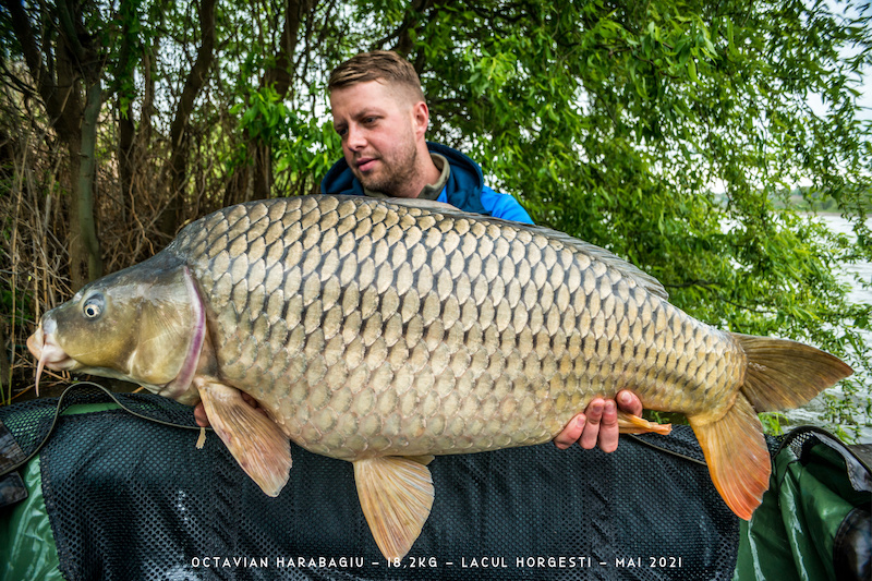 Octavian Harabagiu - 18,2kg.jpg