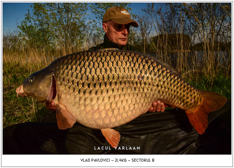 Vlad Pavlovici - 21kg, Sectorul B.jpg