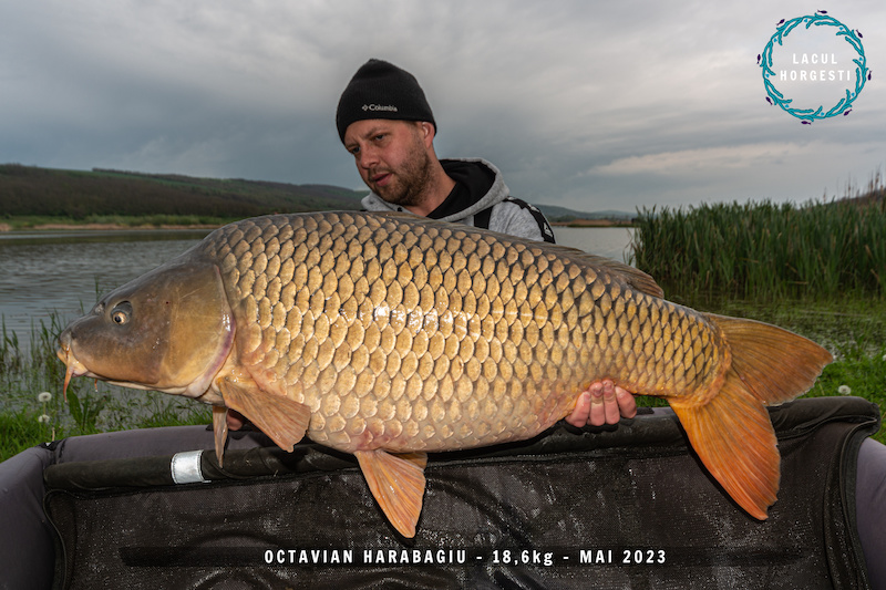 Octavian Harabagiu - 18,6kg.jpg