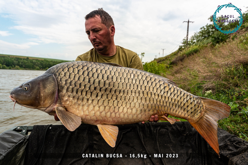 Catalin Bucsa - 16,5kg.jpg